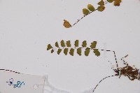 團羽鐵線蕨、團葉鐵線蕨、對葉鐵線蕨藏品圖，第4張