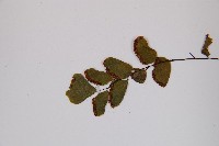 團羽鐵線蕨、團葉鐵線蕨、對葉鐵線蕨藏品圖，第5張