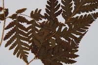 毛葉軸脈蕨藏品圖，第3張