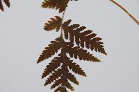 毛葉軸脈蕨藏品圖，第4張