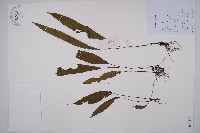 單葉雙蓋蕨藏品圖，第1張