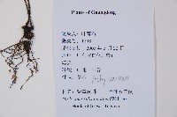 單葉雙蓋蕨藏品圖，第2張