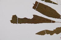 單葉雙蓋蕨藏品圖，第3張