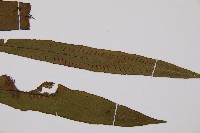 單葉雙蓋蕨藏品圖，第4張