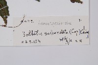 海南實蕨藏品圖，第2張