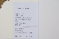 中華複葉耳蕨藏品圖，第2張