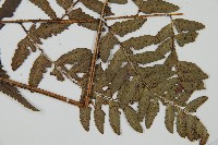 中華複葉耳蕨藏品圖，第3張
