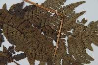 中華複葉耳蕨藏品圖，第5張