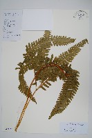 三角脈鳳尾蕨藏品圖，第1張