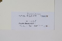 三角脈鳳尾蕨藏品圖，第2張