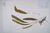 單葉雙蓋蕨藏品圖，第1張