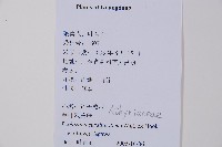 單葉雙蓋蕨藏品圖，第2張