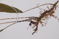 單葉雙蓋蕨藏品圖，第3張