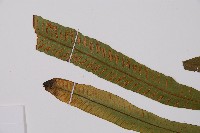 單葉雙蓋蕨藏品圖，第4張