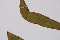 單葉雙蓋蕨藏品圖，第5張