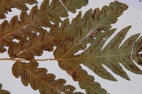 日本狗脊蕨藏品圖，第3張