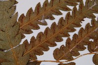 日本狗脊蕨藏品圖，第4張