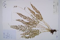 長生鐵角蕨藏品圖，第1張