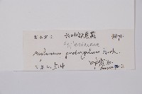 長生鐵角蕨藏品圖，第2張