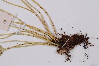 長生鐵角蕨藏品圖，第3張