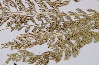 長生鐵角蕨藏品圖，第4張