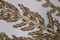 長生鐵角蕨藏品圖，第5張