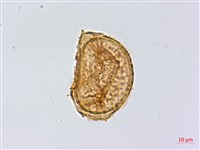 長生鐵角蕨藏品圖，第3張