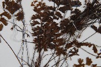 鞭葉鐵線蕨藏品圖，第3張