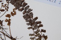 鞭葉鐵線蕨藏品圖，第4張