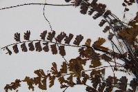 鞭葉鐵線蕨藏品圖，第5張