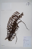 登錄號:P012583藏品圖，第1張