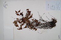 石生鐵角蕨藏品圖，第1張