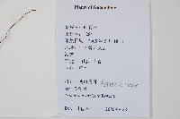 石生鐵角蕨藏品圖，第2張