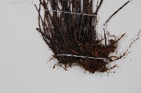 石生鐵角蕨藏品圖，第3張