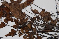 石生鐵角蕨藏品圖，第4張