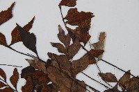 石生鐵角蕨藏品圖，第5張