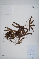 掌葉海金沙藏品圖，第1張