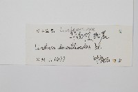 網脈鱗始蕨藏品圖，第2張