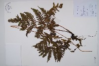 毛葉軸脈蕨藏品圖，第1張