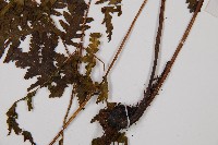 毛葉軸脈蕨藏品圖，第3張