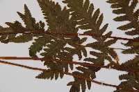 毛葉軸脈蕨藏品圖，第5張