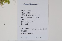 蔓出卷柏藏品圖，第2張