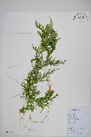 全緣卷柏藏品圖，第1張