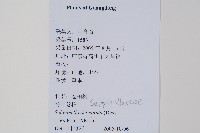 全緣卷柏藏品圖，第2張