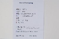 二形卷柏藏品圖，第2張