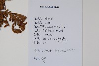 登錄號:P012592藏品圖，第2張