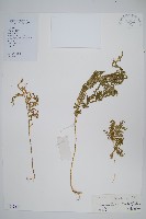 江南卷柏藏品圖，第1張