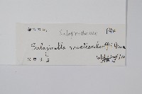 江南卷柏藏品圖，第2張