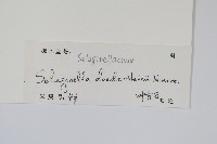 生根卷柏藏品圖，第2張