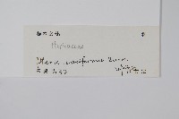 箭葉鳳尾蕨藏品圖，第2張